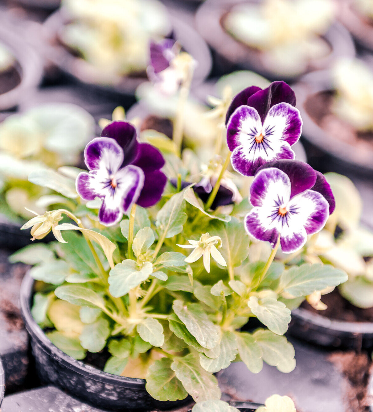 Violett-weiße Stiefmütterchen in Pflanztöpfen einer Gärtnerei, gesunde Jungpflanzen bereit zum Auspflanzen.